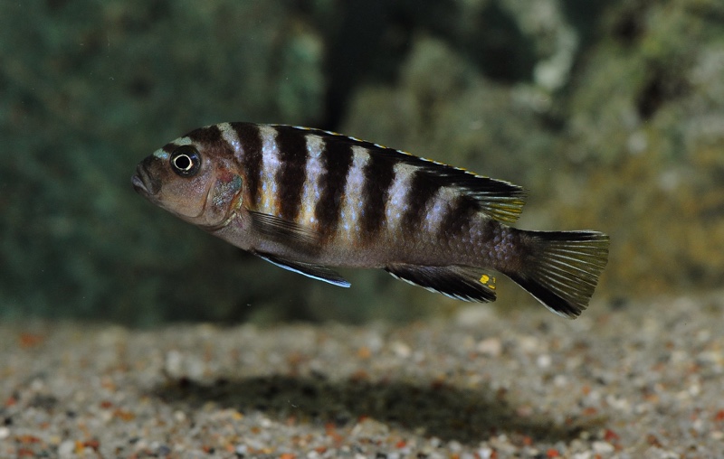 Maylandia melissa 'Chitande Island'